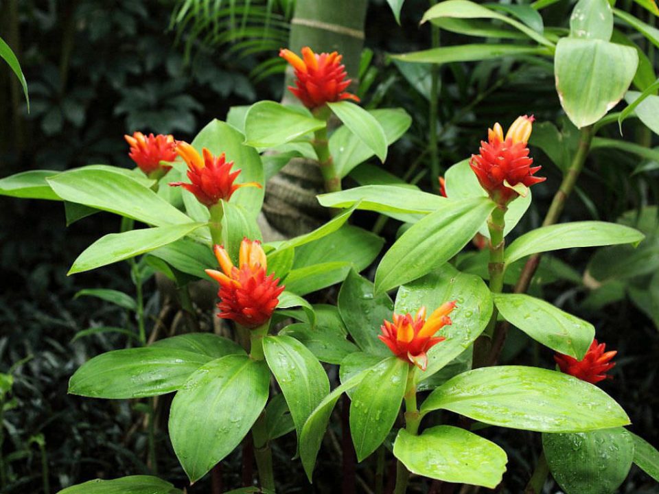 Costus Curvibracteatus Tulip Orange