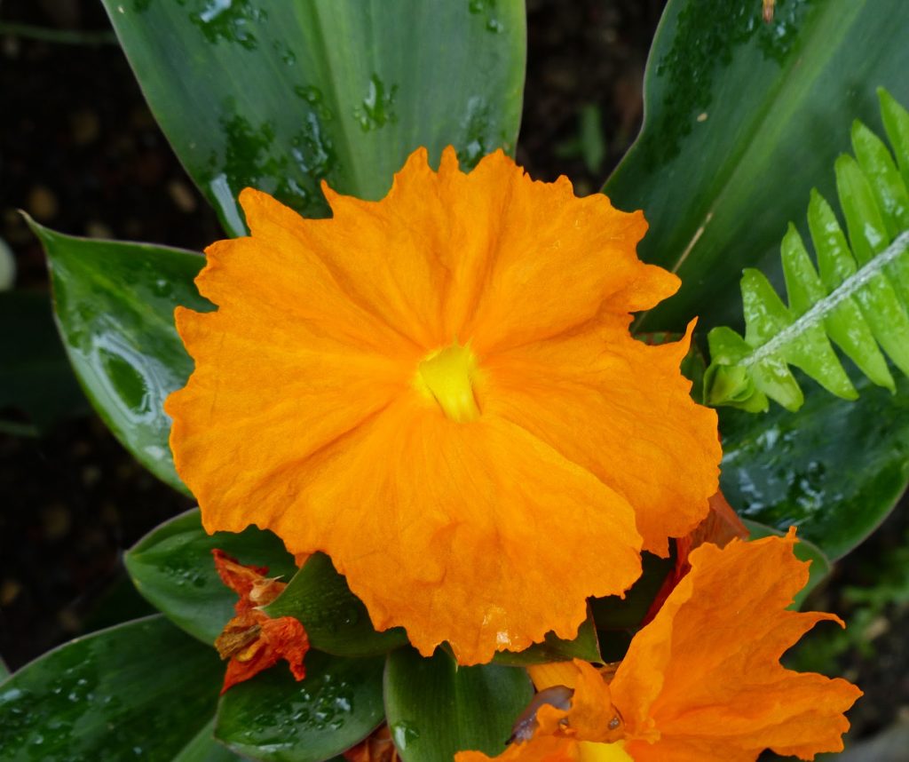 Costus Igneus Fiery Costus