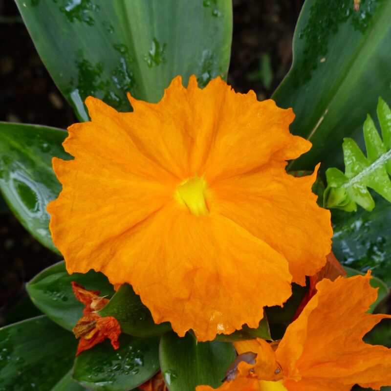 Costus Igneus Fiery Costus