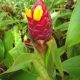 Costus Sp. Red Ball