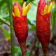 Costus Erythrocrinus.Eskimo Kiss