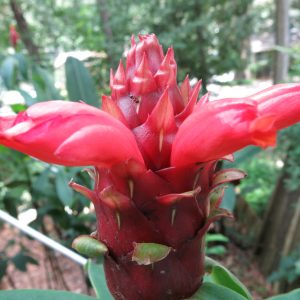 Costus Sp. Red Feathers