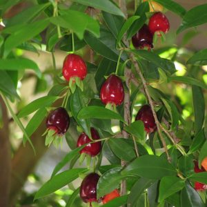 Cherry of the Rio Grande Eugenica Aggregata
