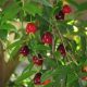 Cherry of the Rio Grande Eugenica Aggregata
