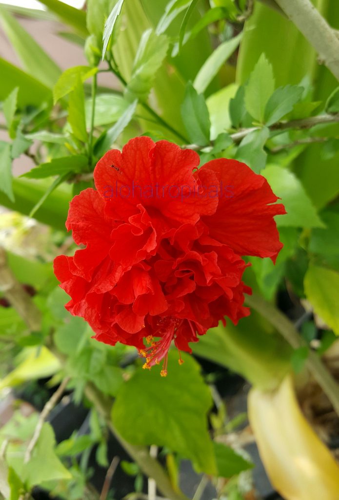 Red Hibiscus Carnation Rosa-Sinensis - Aloha Tropicals