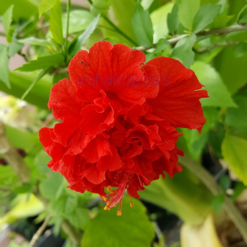 Red Hibiscus Carnation Rosa Sinensis