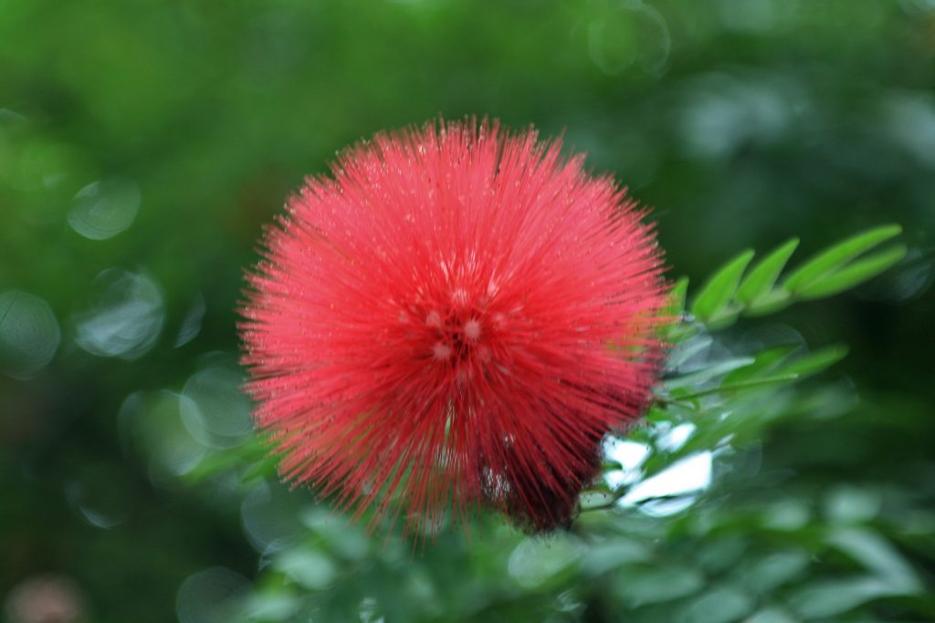 Calliandra Inaequilatera "pink powder puff "