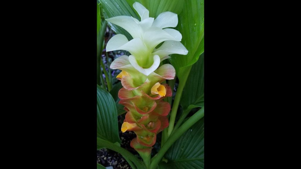 Curcuma "Manee Siam"