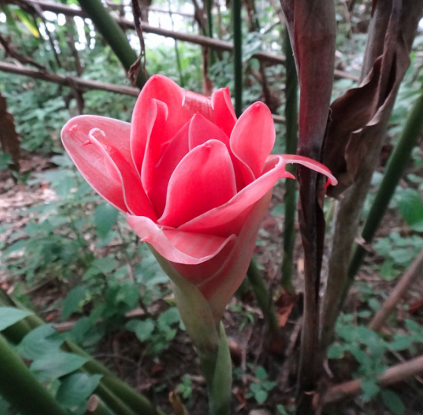 Etlingera Elatior (Tulip Torch)