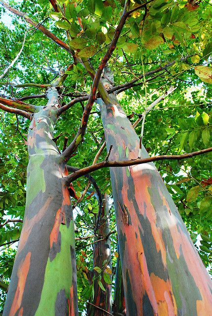 Eucalyptus Delgupta Rainbow
