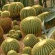 Echinocactus Grusonii “Golden Barrel” 