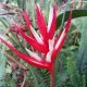 Heliconia Angusta Red Holiday