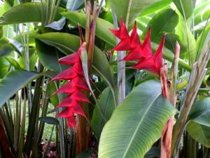 Heliconia Caribaea Purpurea – Aloha Tropicals