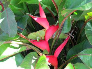 Heliconia Humilis Dwarf Jamaican - Aloha Tropicals