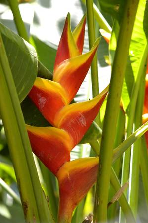Heliconia Bihai Giant Lobster Claw