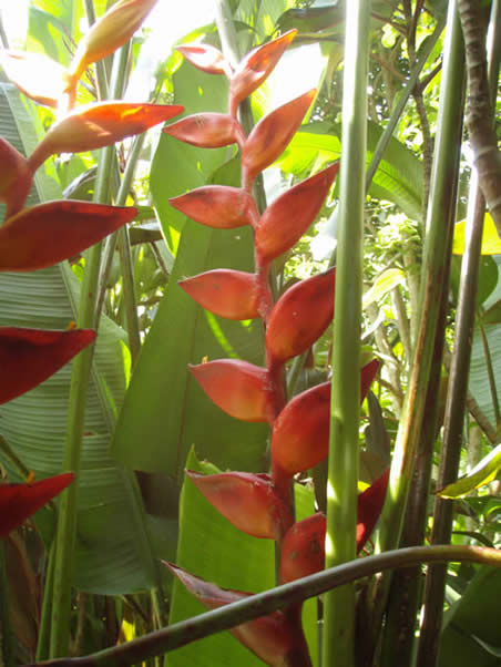 Heliconia Champneiana Maya Blood