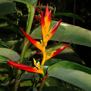 Heliconia Schumaniana San Lorenzo