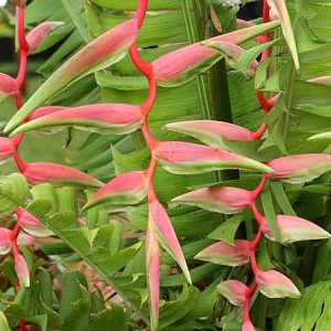 Heliconia Chartacea Sexy Pink