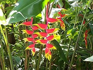 Heliconia Rostrata Peru – Aloha Tropicals