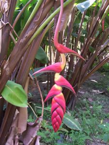 Heliconia Pogonatha – Aloha Tropicals