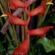 Heliconia Excelsa