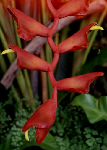 Heliconia Excelsa