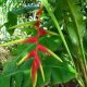 Heliconia Riopalenquensis 