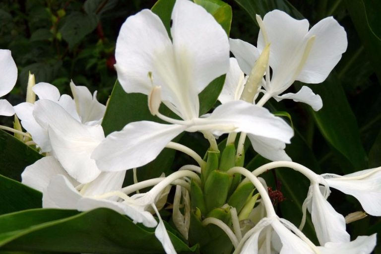 Hedychium Coronarium Maximum – Aloha Tropicals