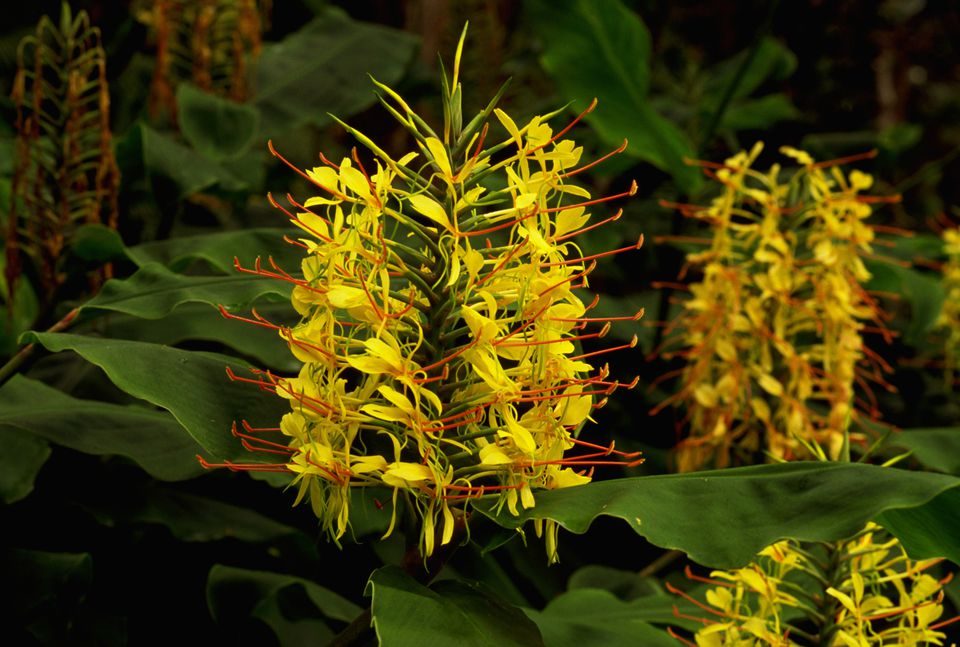 Hedychium Gardnerianum Kahili Ginger