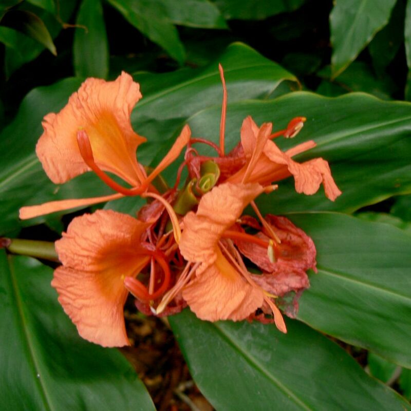 Hedychium Greenii