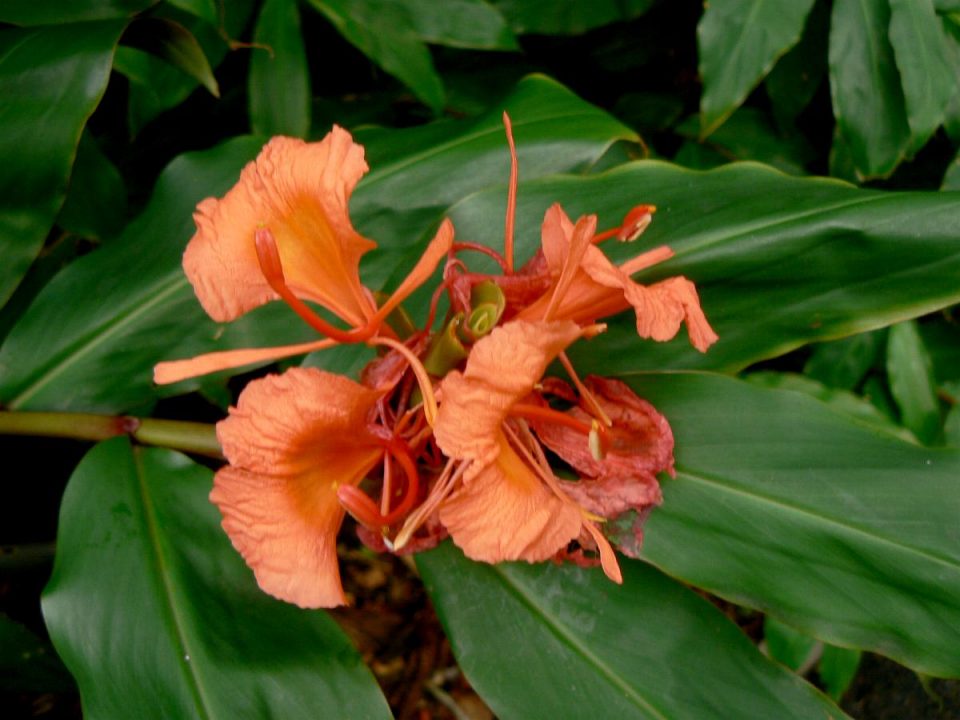 Hedychium Greenii