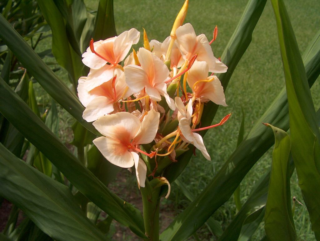 Hedychium Apricot