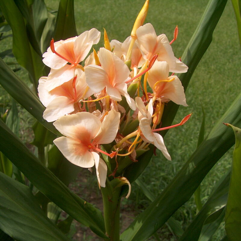 Hedychium Apricot