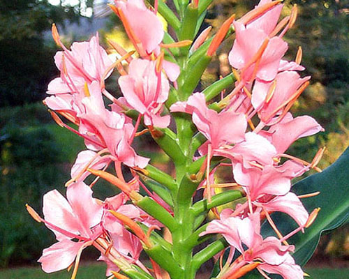 Hedychium Hybrid " Pink Sparks"