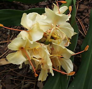 Hedychium Lemon Sherbert