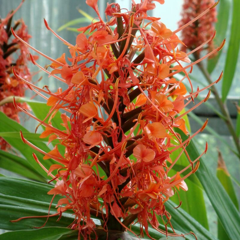 Hedychium Tangerine