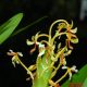 Hedychium Muluense Dwarf Borneo