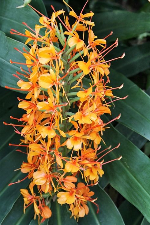 Hedychium Fiesta