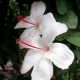 Hibiscus Arnottianus Kokia Keokeo Native White