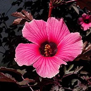 Hibiscus Acetosella African Rose Mallow