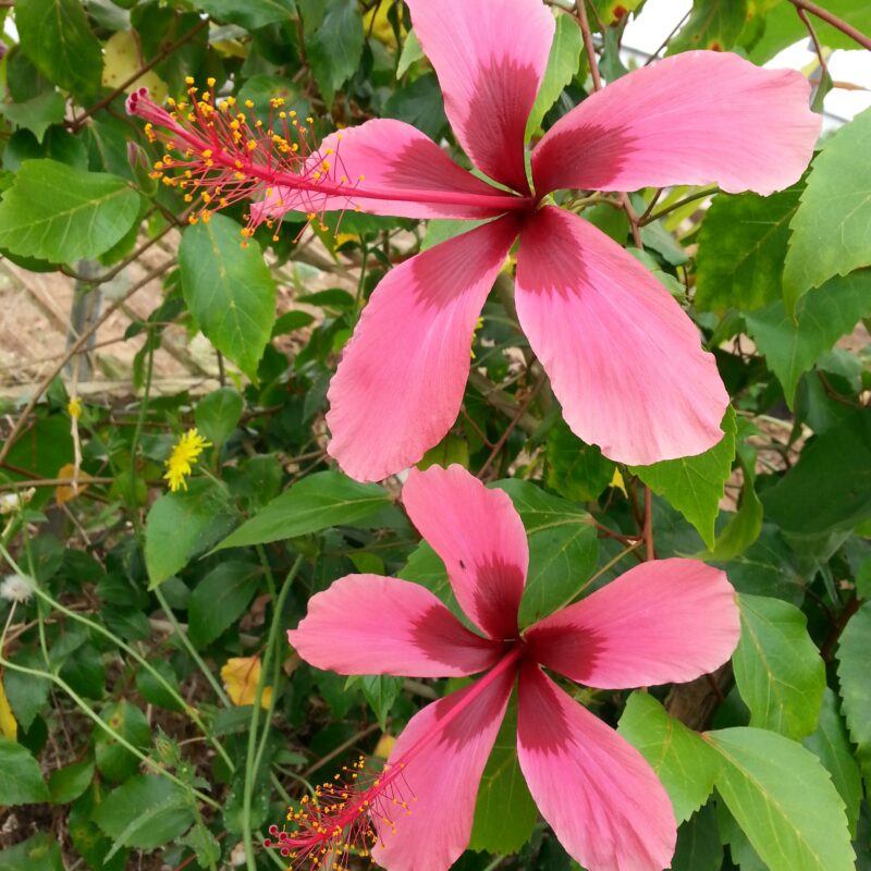 Hibiscus Fiji Island