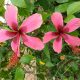 Hibiscus Fiji Island