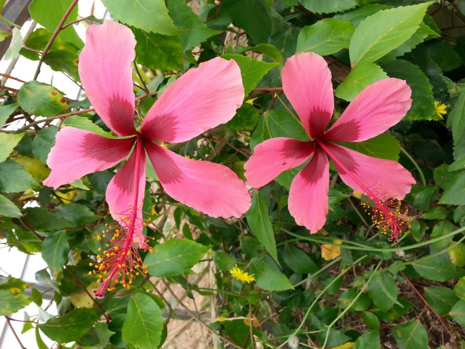 Hibiscus Fiji Island