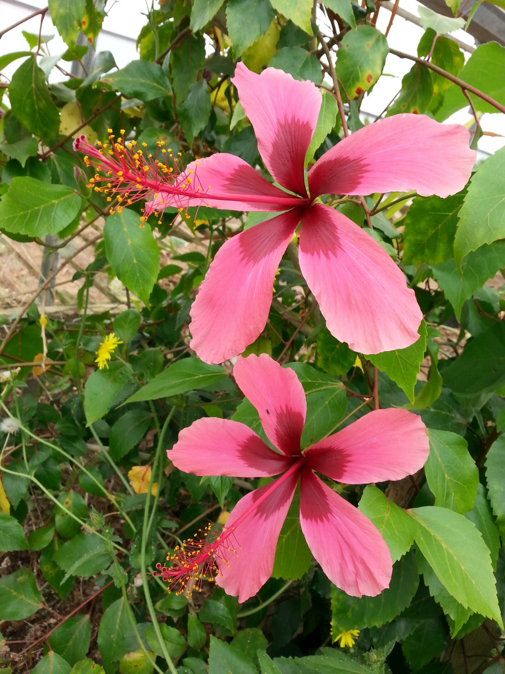 Hibiscus Fiji Island