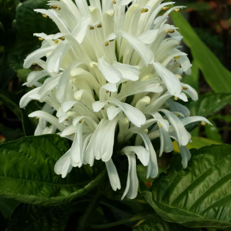 Justicia Carnea White Brazilian Plume