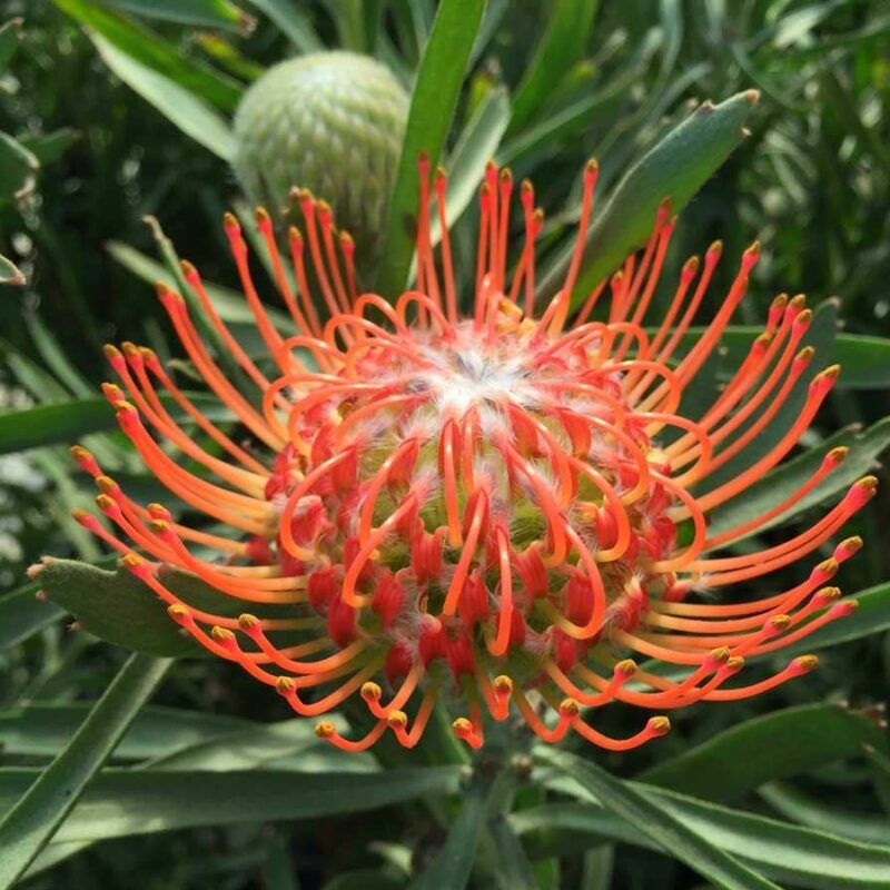 Leucospermum Cordifolium Orange Pincushion