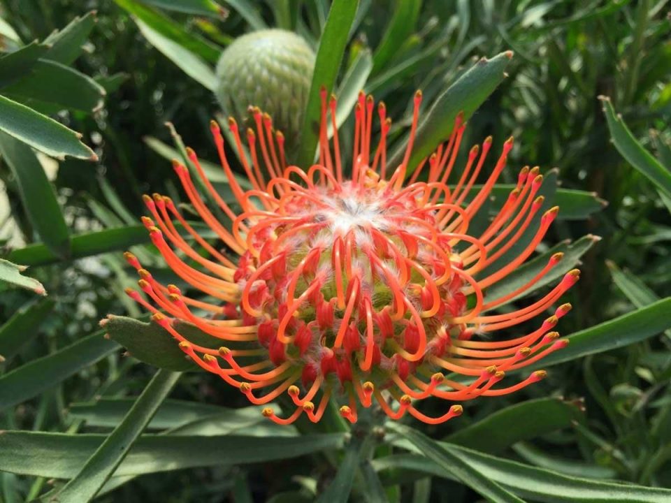 Leucospermum Cordifolium Orange Pincushion