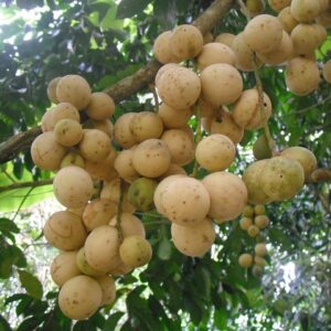 Lansium Domesticum Langsat