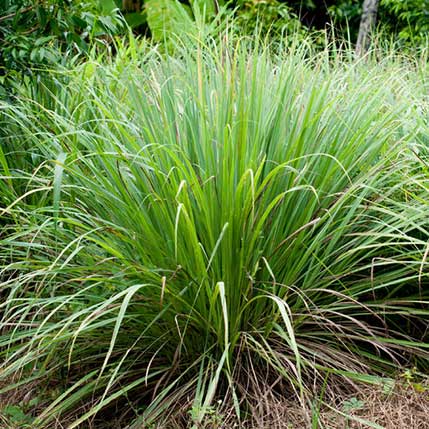 Cymbopogon Flexausus Lemon Grass