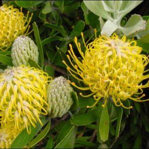 Leucospermum Maui Gold